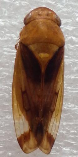 Gypona sp.